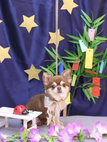 20230725さくらちゃん